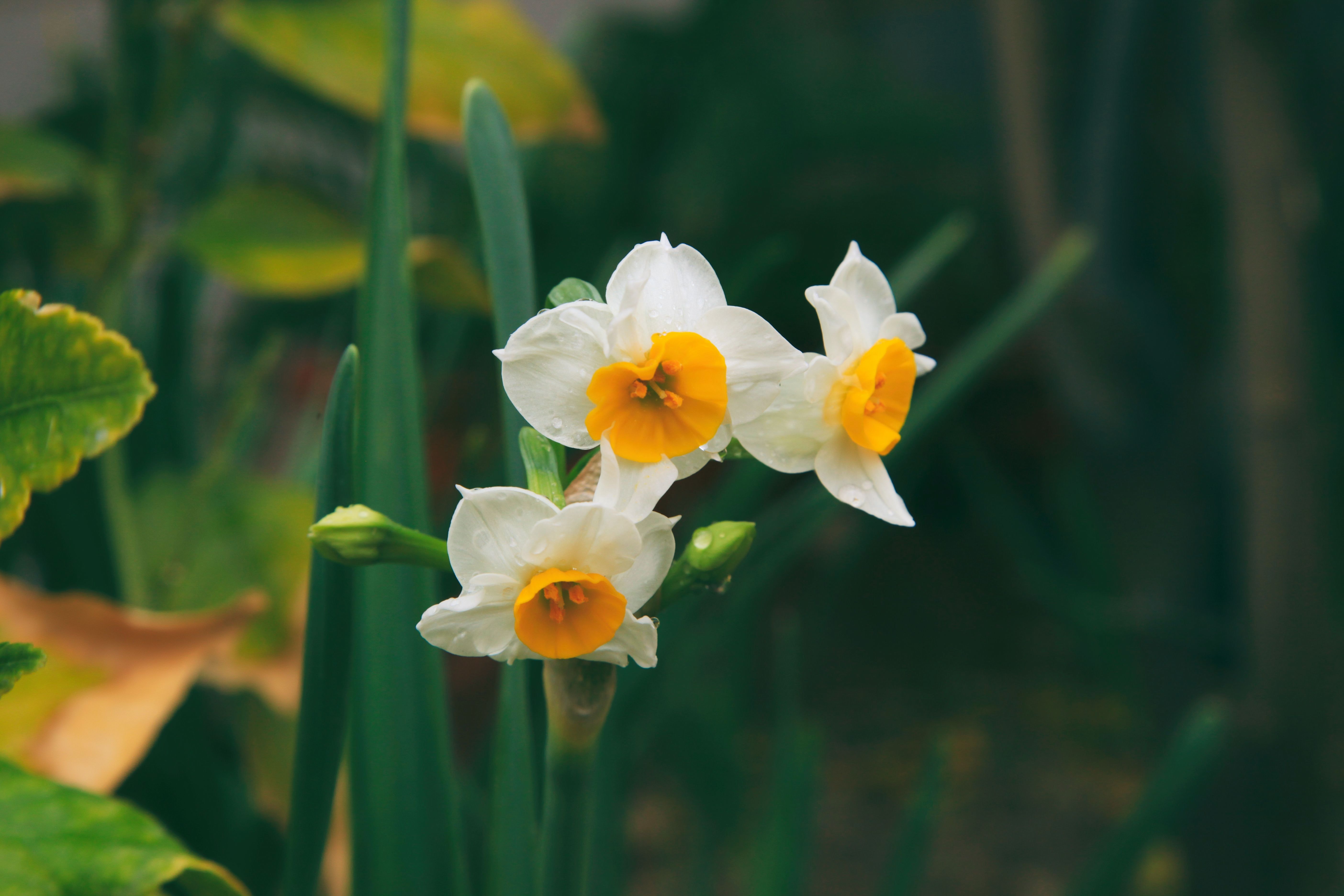 Pas op voor deze giftige planten in de tuin
