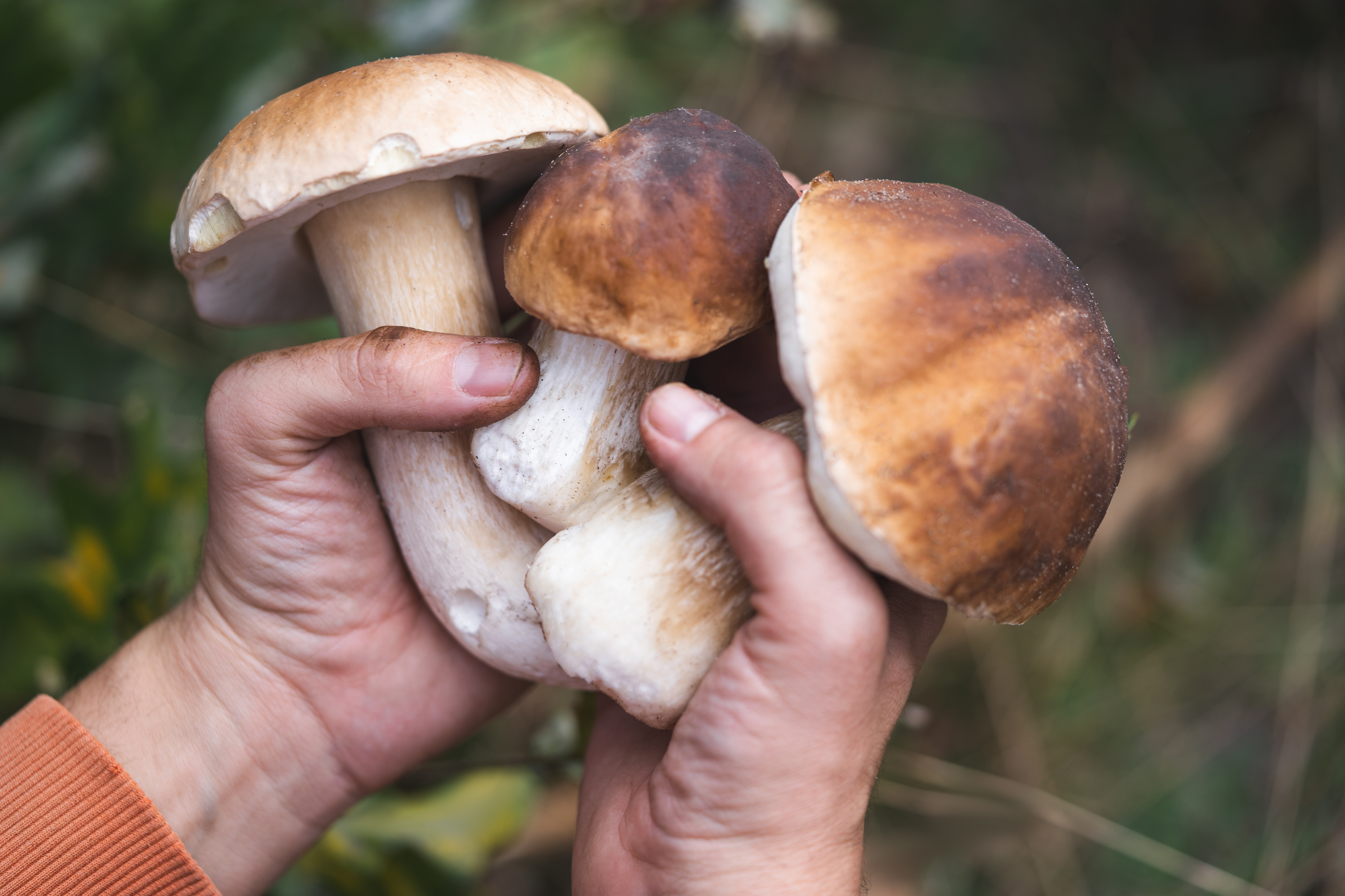 Eekhoorntjesbrood (Boletus edulis)