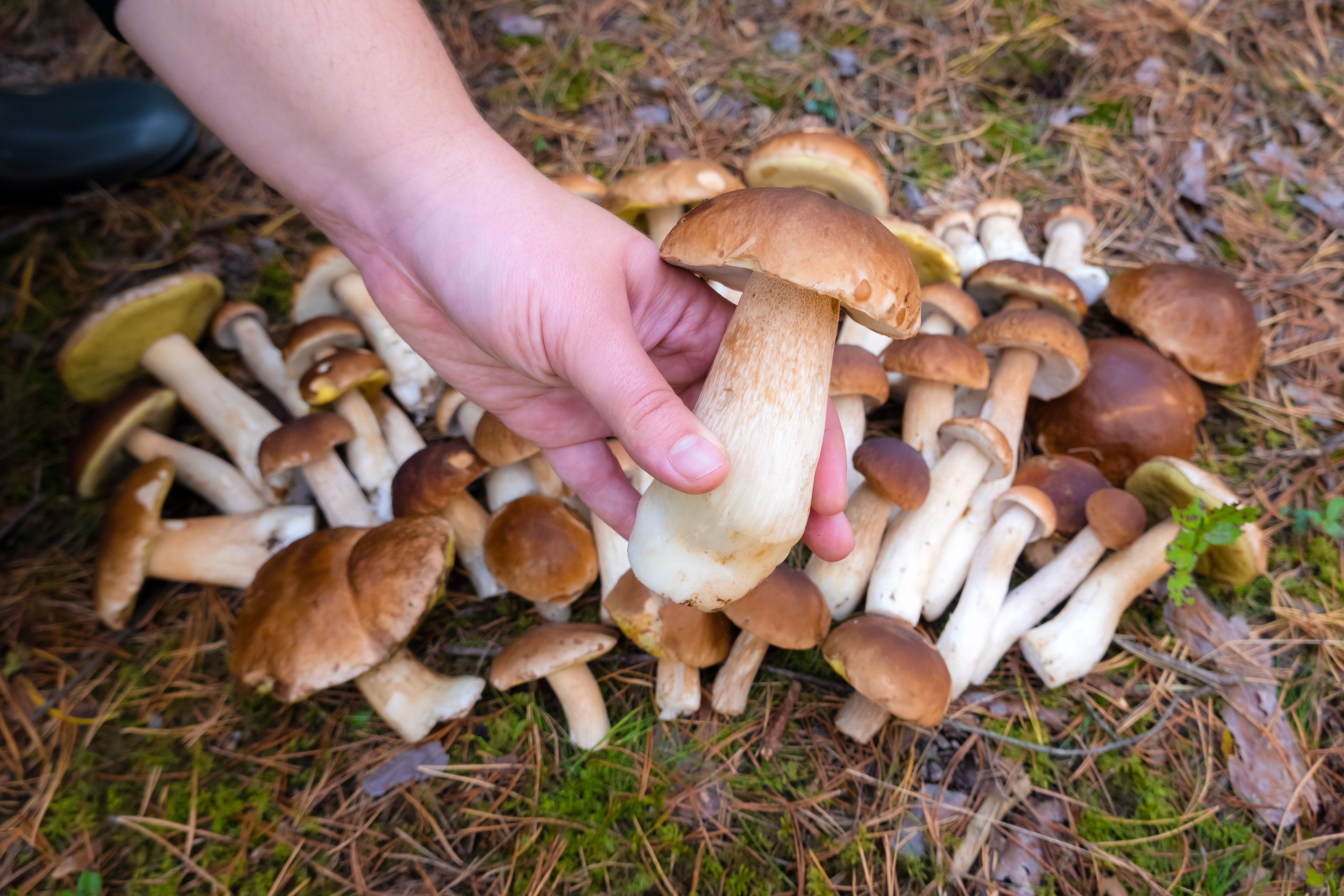 Populaire eetbare paddenstoelen