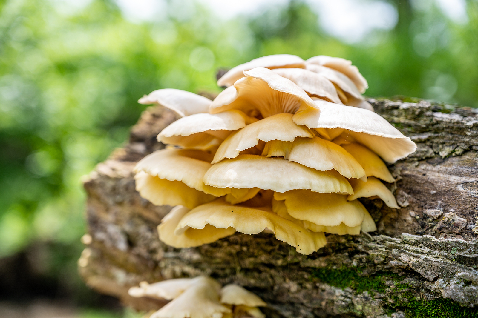 Oesterzwam (Pleurotus ostreatus)