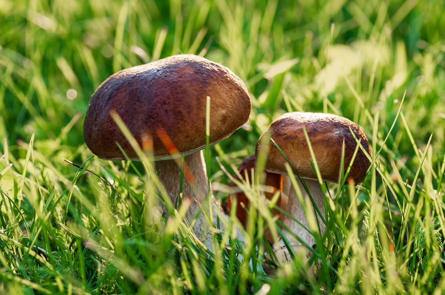 Grote fabels over paddenstoelen