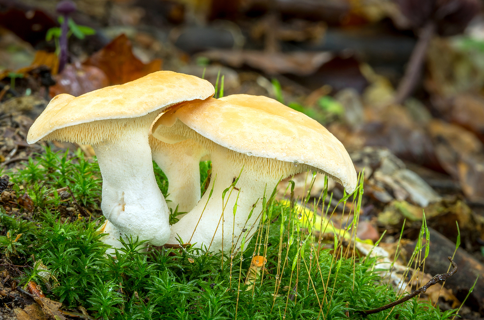 Gele stekelzwam (Hydnum repandum)