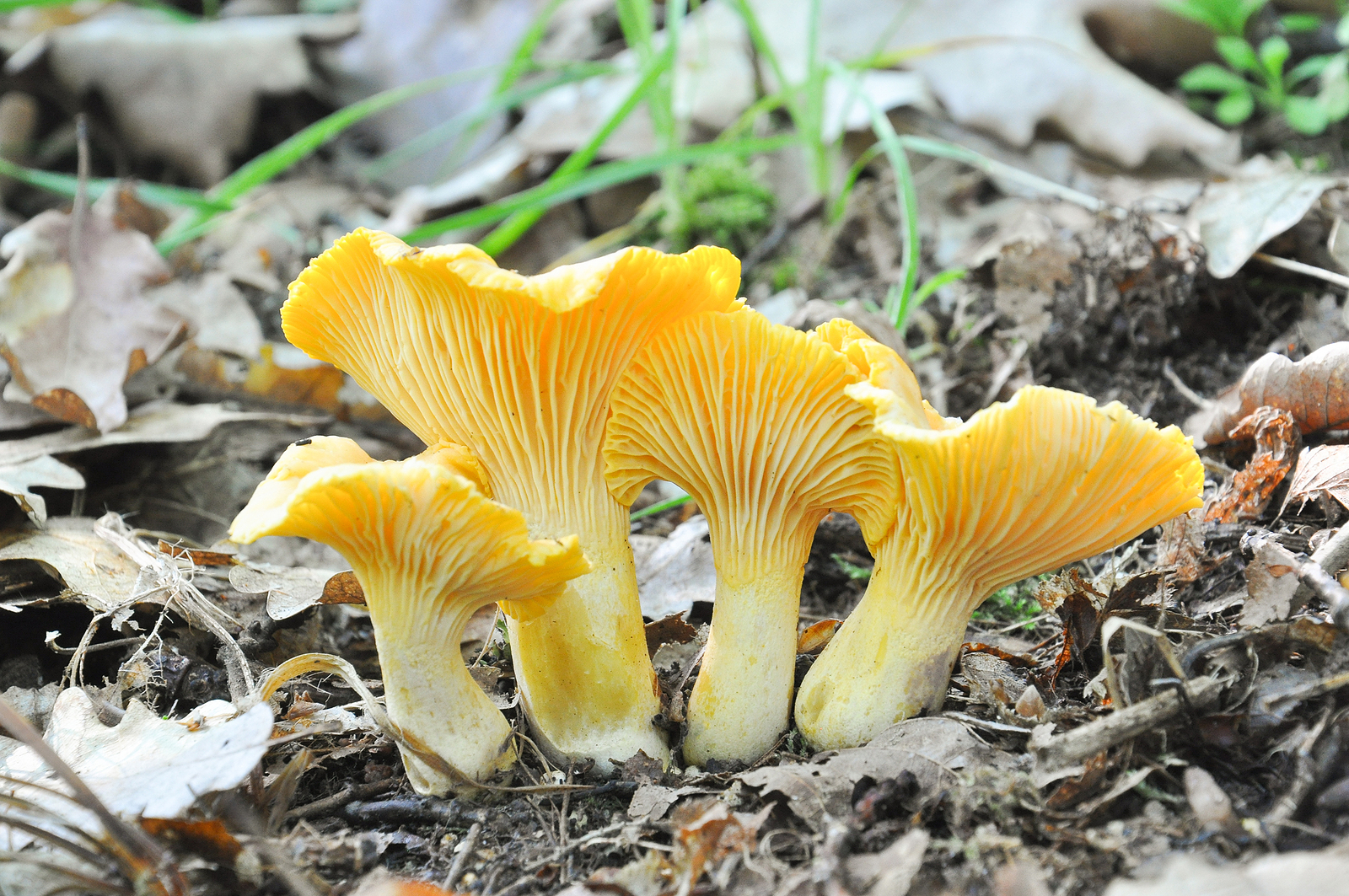 Cantharel (Cantharellus cibarius)