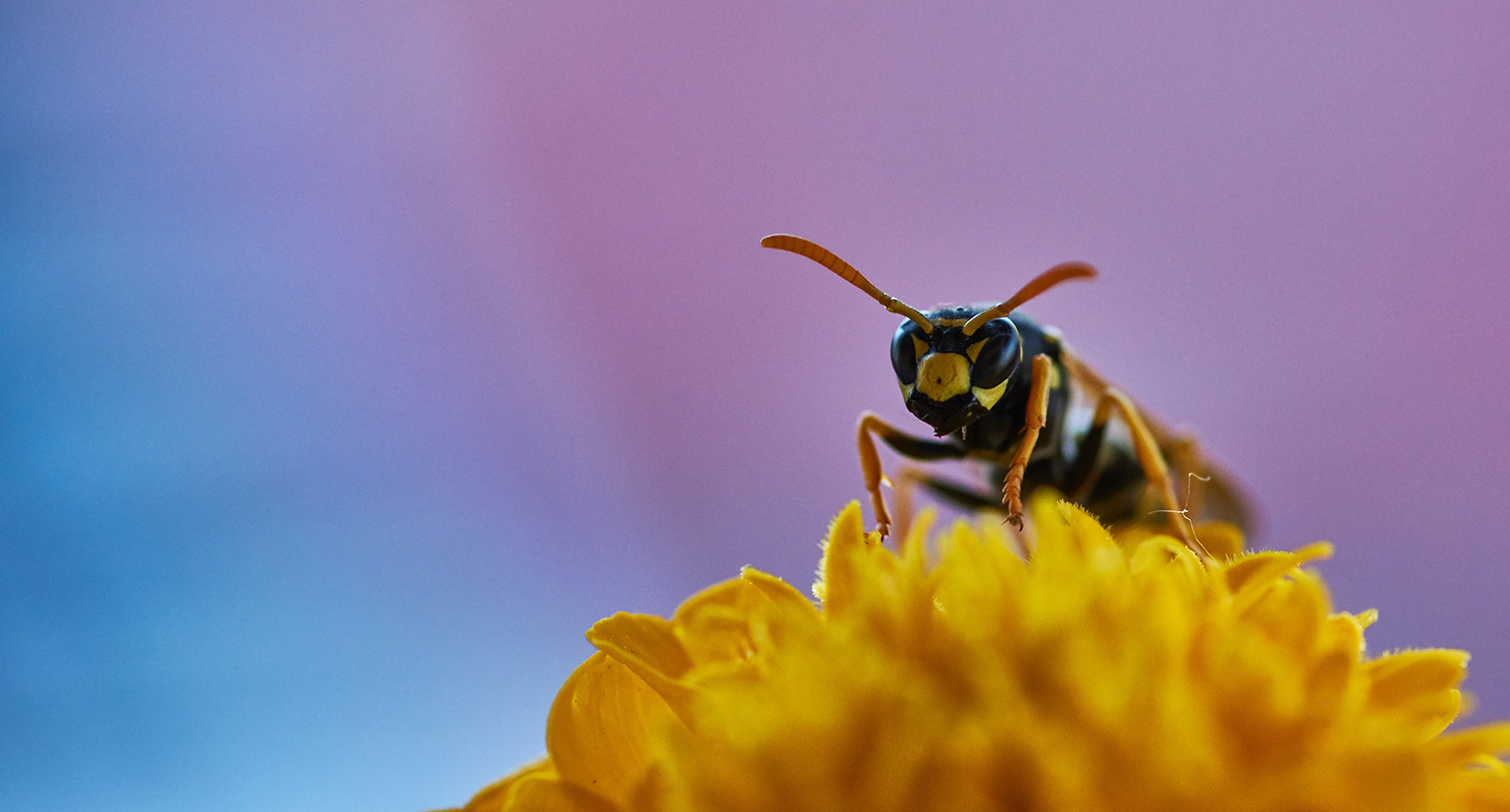 Wat te doen bij een allergische reactie na een wespensteek?