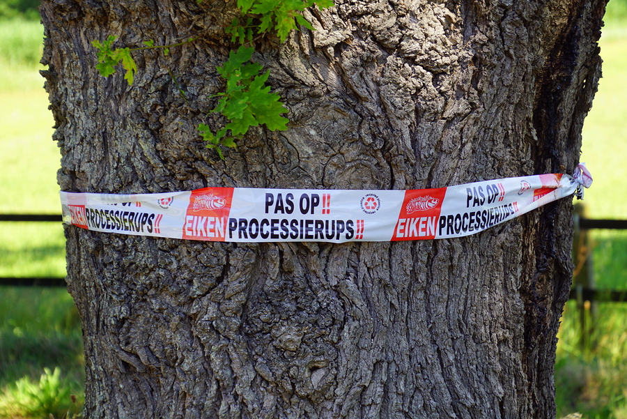 Eerste hulp bij de eikenprocessierups