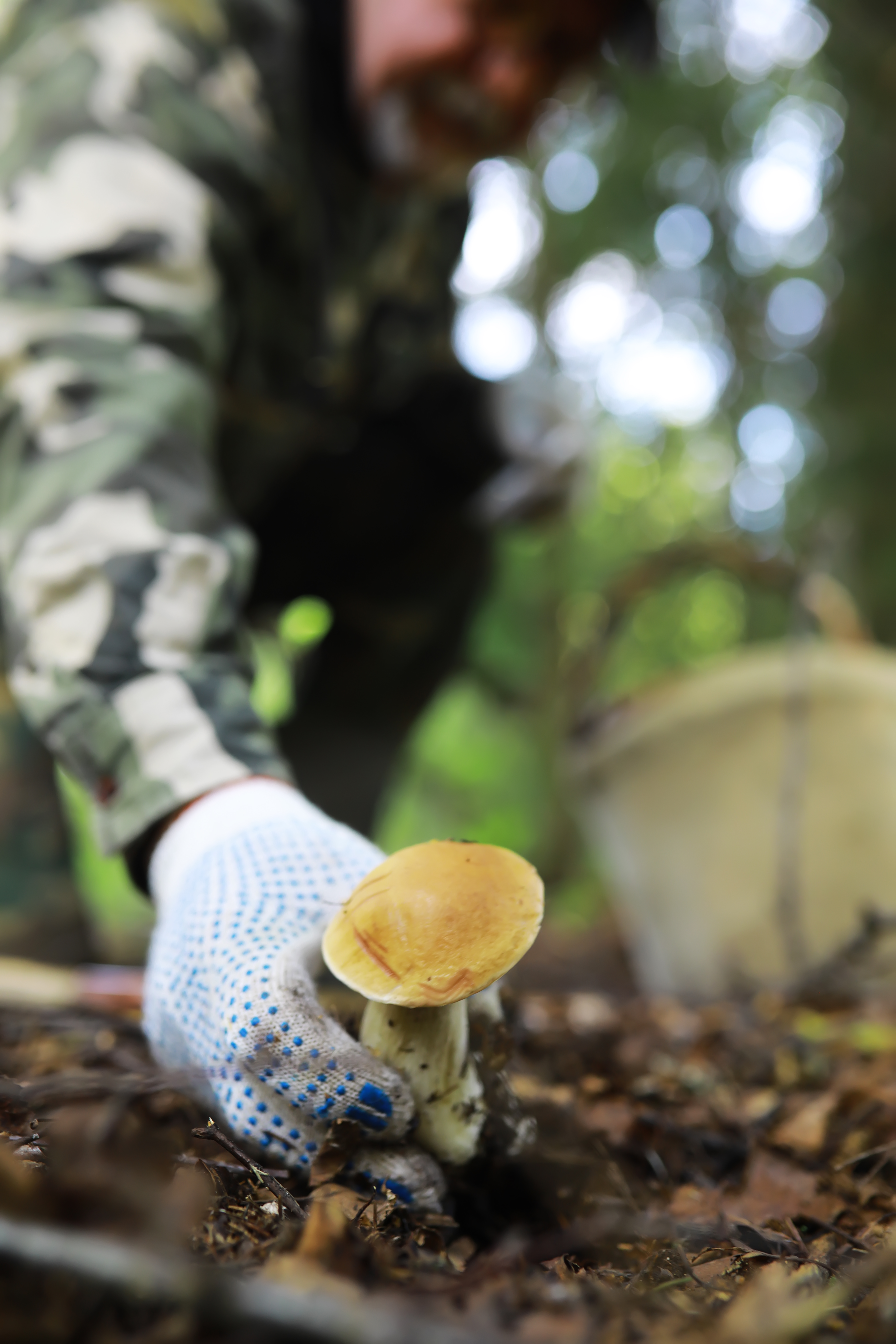 veilig paddenstoelen plukken