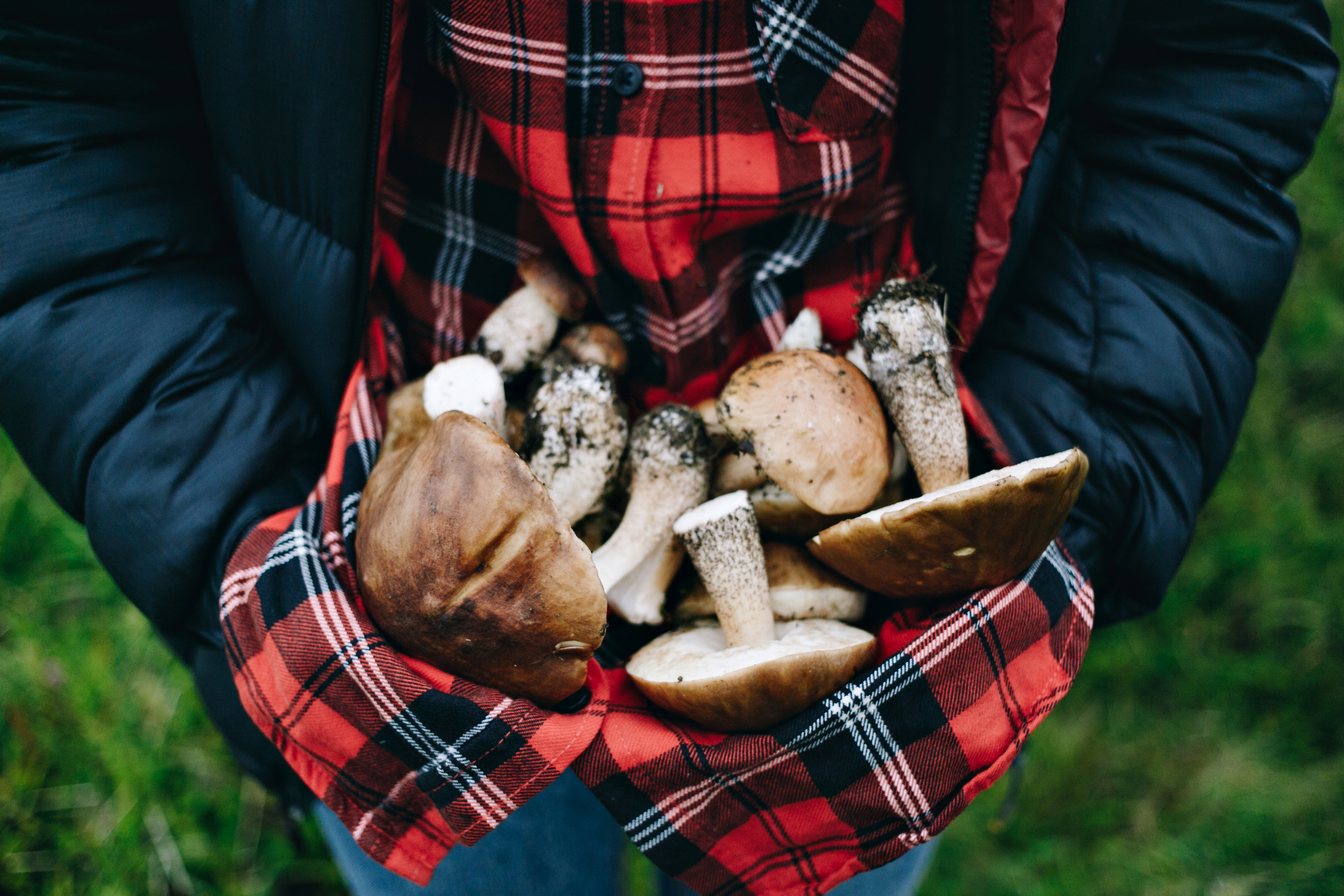 Veilig Paddenstoelen Plukken
