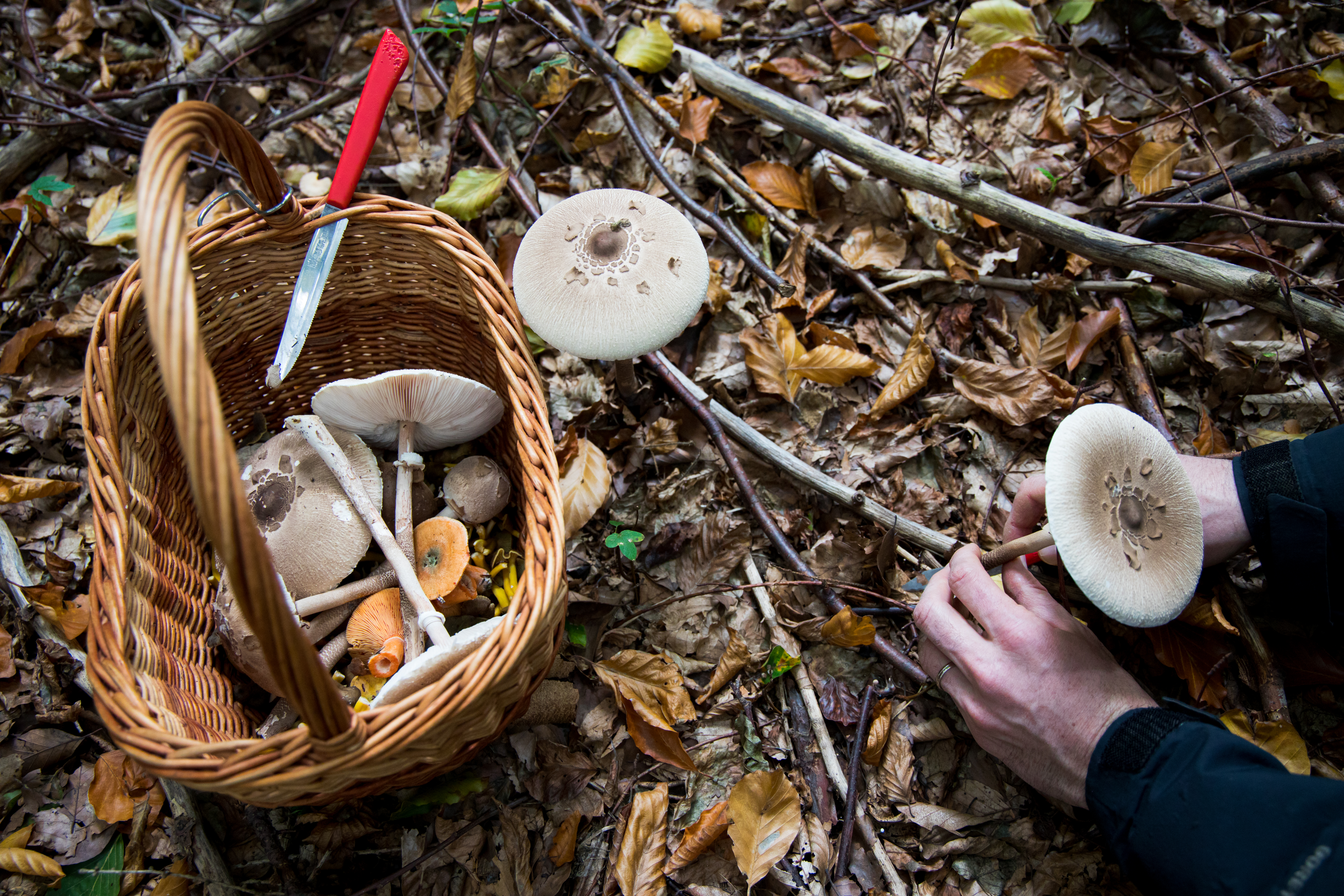 Veilig paddenstoelen plukken