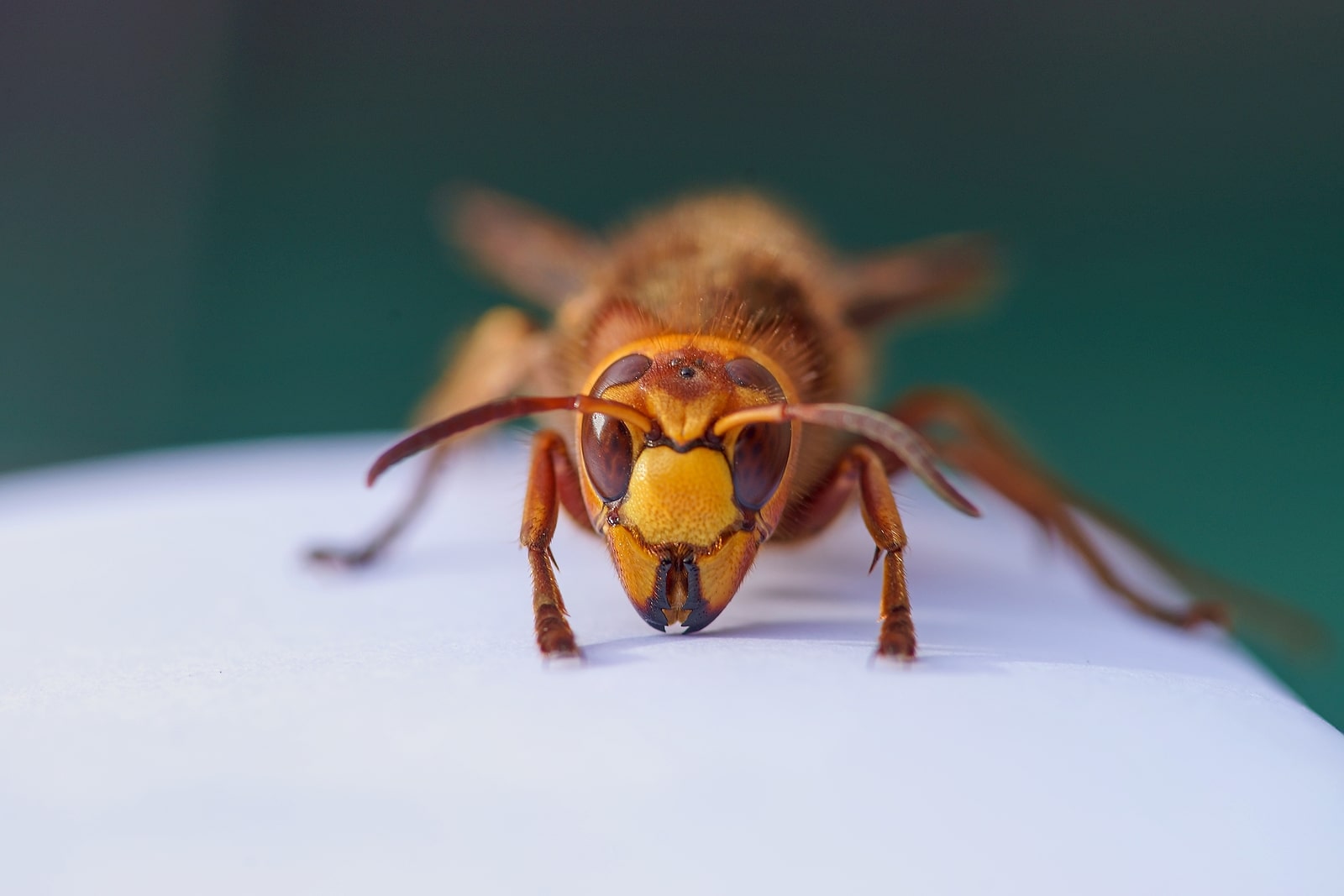 Wat moet je doen bij een steek van de hoornaar?